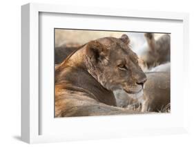 Lioness (Panthera Leo), Okavango Delta, Botswana, Africa-Sergio Pitamitz-Framed Photographic Print