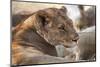 Lioness (Panthera Leo), Okavango Delta, Botswana, Africa-Sergio Pitamitz-Mounted Photographic Print