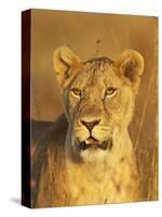 Lioness (Panthera Leo) Portrait in Late-Afternoon Light, Masai Mara National Reserve, Kenya-James Hager-Stretched Canvas
