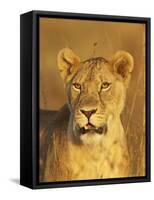 Lioness (Panthera Leo) Portrait in Late-Afternoon Light, Masai Mara National Reserve, Kenya-James Hager-Framed Stretched Canvas