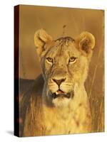 Lioness (Panthera Leo) Portrait in Late-Afternoon Light, Masai Mara National Reserve, Kenya-James Hager-Stretched Canvas