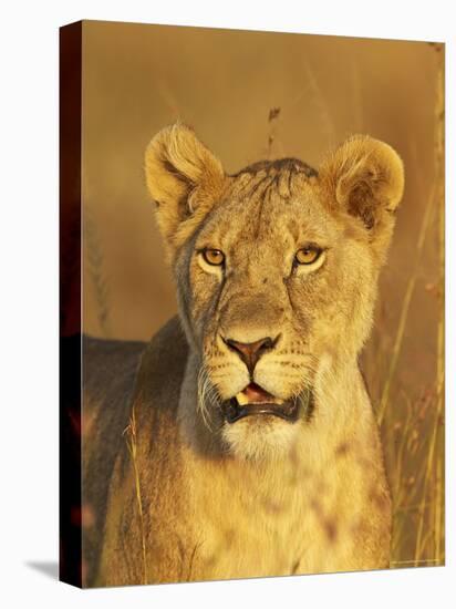 Lioness (Panthera Leo) Portrait in Late-Afternoon Light, Masai Mara National Reserve, Kenya-James Hager-Stretched Canvas