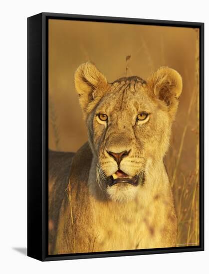 Lioness (Panthera Leo) Portrait in Late-Afternoon Light, Masai Mara National Reserve, Kenya-James Hager-Framed Stretched Canvas
