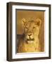 Lioness (Panthera Leo) Portrait in Late-Afternoon Light, Masai Mara National Reserve, Kenya-James Hager-Framed Photographic Print