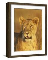 Lioness (Panthera Leo) Portrait in Late-Afternoon Light, Masai Mara National Reserve, Kenya-James Hager-Framed Photographic Print