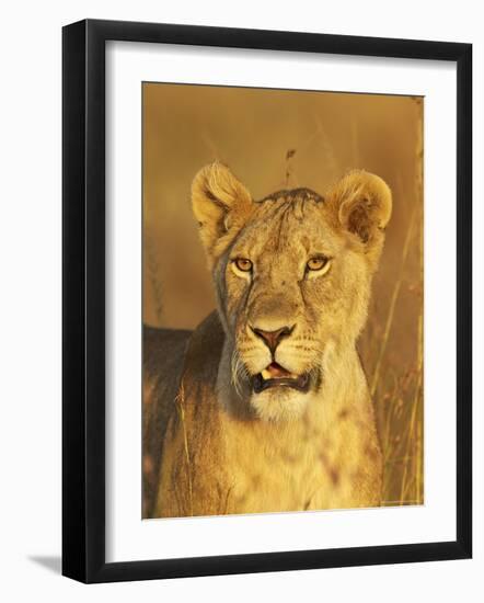 Lioness (Panthera Leo) Portrait in Late-Afternoon Light, Masai Mara National Reserve, Kenya-James Hager-Framed Photographic Print