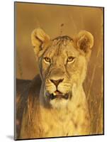 Lioness (Panthera Leo) Portrait in Late-Afternoon Light, Masai Mara National Reserve, Kenya-James Hager-Mounted Photographic Print