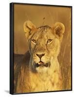 Lioness (Panthera Leo) Portrait in Late-Afternoon Light, Masai Mara National Reserve, Kenya-James Hager-Framed Photographic Print