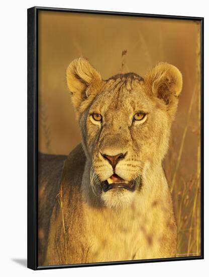 Lioness (Panthera Leo) Portrait in Late-Afternoon Light, Masai Mara National Reserve, Kenya-James Hager-Framed Photographic Print