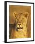 Lioness (Panthera Leo) Portrait in Late-Afternoon Light, Masai Mara National Reserve, Kenya-James Hager-Framed Photographic Print