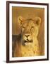 Lioness (Panthera Leo) Portrait in Late-Afternoon Light, Masai Mara National Reserve, Kenya-James Hager-Framed Photographic Print