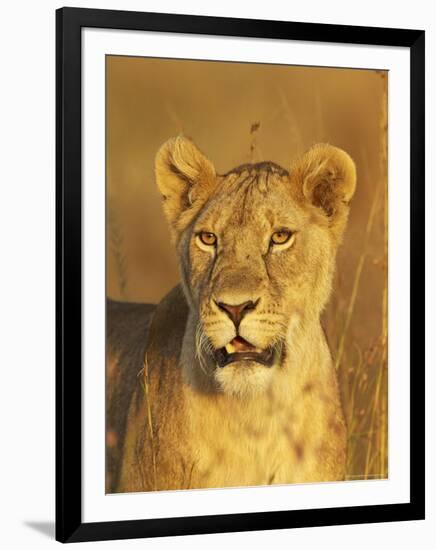 Lioness (Panthera Leo) Portrait in Late-Afternoon Light, Masai Mara National Reserve, Kenya-James Hager-Framed Photographic Print