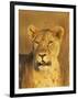 Lioness (Panthera Leo) Portrait in Late-Afternoon Light, Masai Mara National Reserve, Kenya-James Hager-Framed Photographic Print