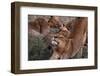 Lioness (Panthera leo), Sabi Sands Game Reserve, South Africa, Africa-Sergio Pitamitz-Framed Photographic Print