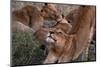 Lioness (Panthera leo), Sabi Sands Game Reserve, South Africa, Africa-Sergio Pitamitz-Mounted Photographic Print