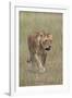 Lioness (Panthera Leo), Serengeti National Park, Tanzania, East Africa, Africa-James Hager-Framed Photographic Print