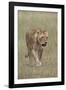 Lioness (Panthera Leo), Serengeti National Park, Tanzania, East Africa, Africa-James Hager-Framed Photographic Print