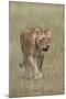 Lioness (Panthera Leo), Serengeti National Park, Tanzania, East Africa, Africa-James Hager-Mounted Photographic Print