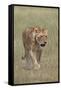 Lioness (Panthera Leo), Serengeti National Park, Tanzania, East Africa, Africa-James Hager-Framed Stretched Canvas