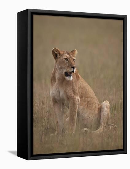 Lioness (Panthera Leo), Serengeti National Park, Tanzania, East Africa, Africa-James Hager-Framed Stretched Canvas