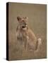 Lioness (Panthera Leo), Serengeti National Park, Tanzania, East Africa, Africa-James Hager-Stretched Canvas