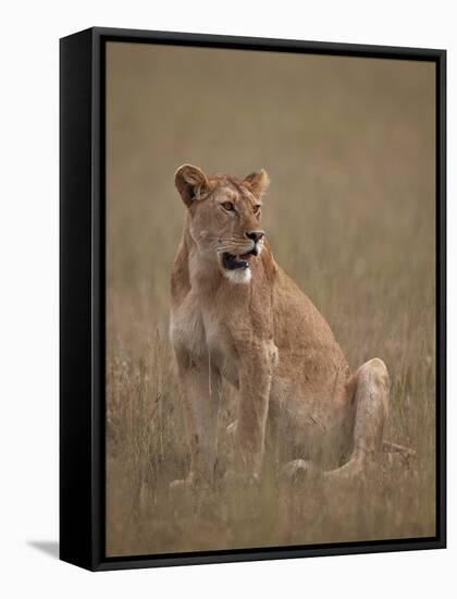 Lioness (Panthera Leo), Serengeti National Park, Tanzania, East Africa, Africa-James Hager-Framed Stretched Canvas
