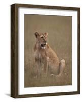 Lioness (Panthera Leo), Serengeti National Park, Tanzania, East Africa, Africa-James Hager-Framed Photographic Print