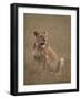 Lioness (Panthera Leo), Serengeti National Park, Tanzania, East Africa, Africa-James Hager-Framed Photographic Print