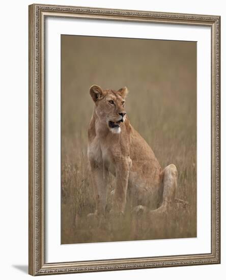 Lioness (Panthera Leo), Serengeti National Park, Tanzania, East Africa, Africa-James Hager-Framed Photographic Print