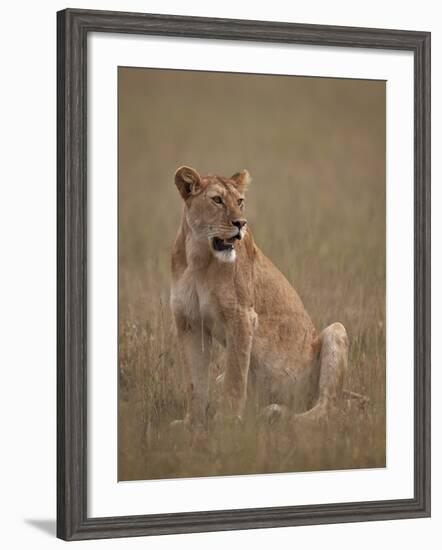 Lioness (Panthera Leo), Serengeti National Park, Tanzania, East Africa, Africa-James Hager-Framed Photographic Print