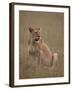 Lioness (Panthera Leo), Serengeti National Park, Tanzania, East Africa, Africa-James Hager-Framed Photographic Print