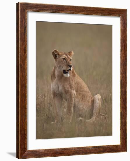 Lioness (Panthera Leo), Serengeti National Park, Tanzania, East Africa, Africa-James Hager-Framed Photographic Print