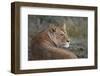 Lioness (Panthera Leo), Serengeti National Park, Tanzania, East Africa, Africa-James Hager-Framed Photographic Print