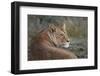 Lioness (Panthera Leo), Serengeti National Park, Tanzania, East Africa, Africa-James Hager-Framed Photographic Print