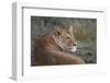 Lioness (Panthera Leo), Serengeti National Park, Tanzania, East Africa, Africa-James Hager-Framed Photographic Print