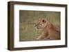 Lioness (Panthera Leo), Serengeti National Park, Tanzania, East Africa, Africa-James Hager-Framed Photographic Print