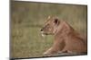 Lioness (Panthera Leo), Serengeti National Park, Tanzania, East Africa, Africa-James Hager-Mounted Photographic Print