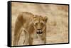 Lioness (Panthera leo), Serengeti National Park, Tanzania, East Africa, Africa-Ashley Morgan-Framed Stretched Canvas