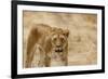 Lioness (Panthera leo), Serengeti National Park, Tanzania, East Africa, Africa-Ashley Morgan-Framed Photographic Print