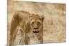 Lioness (Panthera leo), Serengeti National Park, Tanzania, East Africa, Africa-Ashley Morgan-Mounted Photographic Print