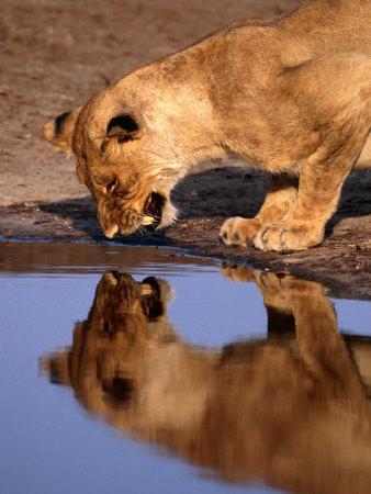 lioness panthera chobe anger growls parkinson