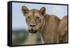 Lioness (Panthera leo), Tsavo, Kenya, East Africa, Africa-Sergio Pitamitz-Framed Stretched Canvas