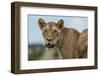 Lioness (Panthera leo), Tsavo, Kenya, East Africa, Africa-Sergio Pitamitz-Framed Photographic Print