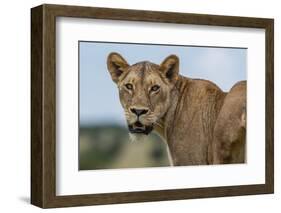 Lioness (Panthera leo), Tsavo, Kenya, East Africa, Africa-Sergio Pitamitz-Framed Photographic Print