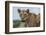 Lioness (Panthera leo), Tsavo, Kenya, East Africa, Africa-Sergio Pitamitz-Framed Photographic Print