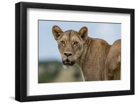 Lioness (Panthera leo), Tsavo, Kenya, East Africa, Africa-Sergio Pitamitz-Framed Photographic Print