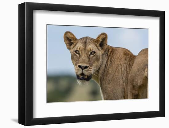 Lioness (Panthera leo), Tsavo, Kenya, East Africa, Africa-Sergio Pitamitz-Framed Photographic Print