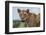 Lioness (Panthera leo), Tsavo, Kenya, East Africa, Africa-Sergio Pitamitz-Framed Photographic Print