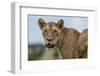 Lioness (Panthera leo), Tsavo, Kenya, East Africa, Africa-Sergio Pitamitz-Framed Photographic Print