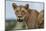 Lioness (Panthera leo), Tsavo, Kenya, East Africa, Africa-Sergio Pitamitz-Mounted Photographic Print